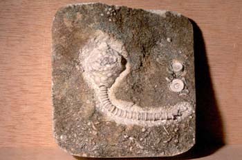 Abatocrinus subaequalis (Crinoideo) Carbonífero