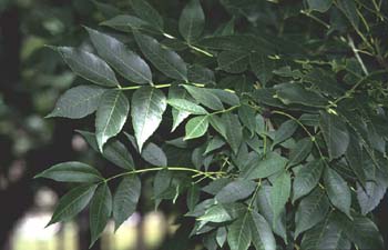 Fresno de hoja ancha - Hojas (Fraxinus excelsior)