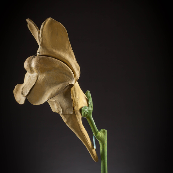 IES_CARDENALCISNEROS_BOTANICA_III_MODELOS_041