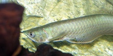 Arowana (Osteoglossum sp.)