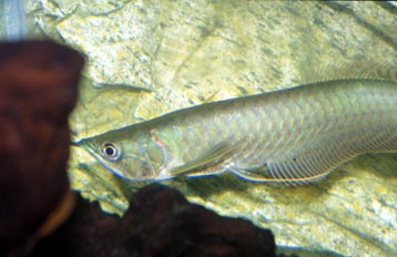 Arowana (Osteoglossum sp.)