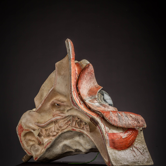 IES_CARDENALCISNEROS_ANATOMIA_MODELOS_020