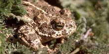 Sapo corredor (Bufo calamita)