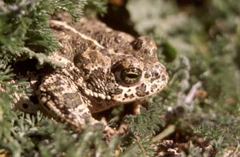 Sapo corredor (Bufo calamita)