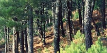 Pino resinero - Bosque (Pinus pinaster)