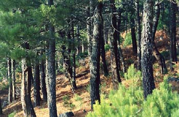 Pino resinero - Bosque (Pinus pinaster)