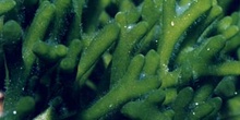 Alga verde (Cloroficea)
