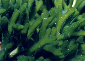 Alga verde (Cloroficea)