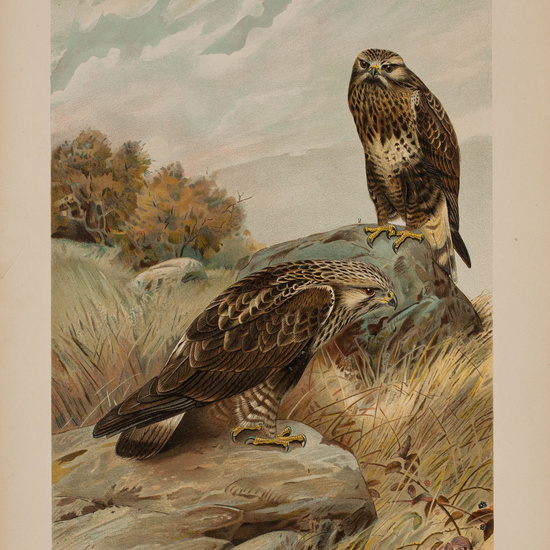 IES_CARDENALCISNEROS_AVES_LAMINAS_187