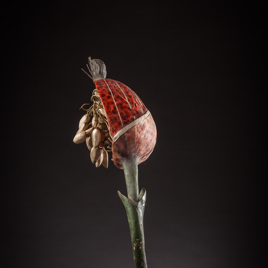 IES_ISABELLACATOLICA_BIOLOGIA_122