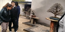Museo del Bonsai 1