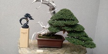 Museo del Bonsai 4