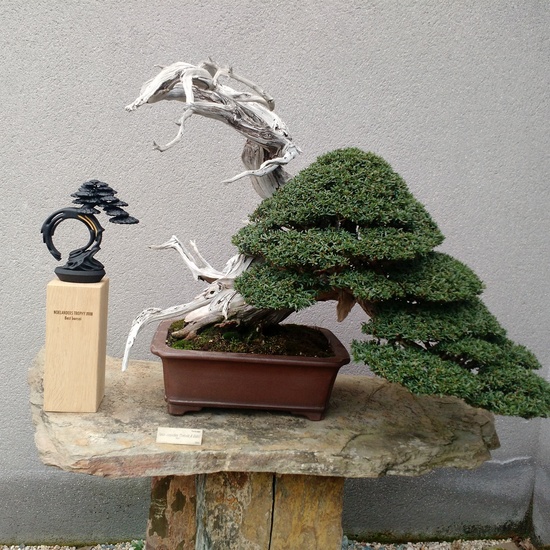 Museo del Bonsai 4