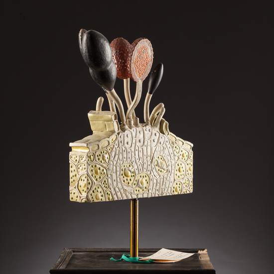 IES_SANISIDRO_BIOLOGIA_150