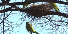 Cotorra argentina Myiopsitta monachus (Boddaert, 1783)