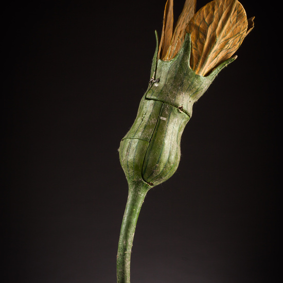 IES_ISABELLACATOLICA_BIOLOGIA_050