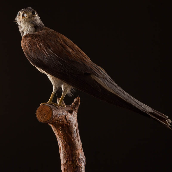 IES_ISABELLACATOLICA_BIOLOGIA_539