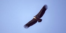 Buitre leonado - Parque de Monfragüe, Cáceres