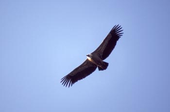 Buitre leonado - Parque de Monfragüe, Cáceres