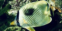 Pez mariposa (Chaetodon rafflesii)