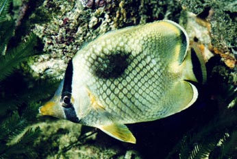 Pez mariposa (Chaetodon rafflesii)