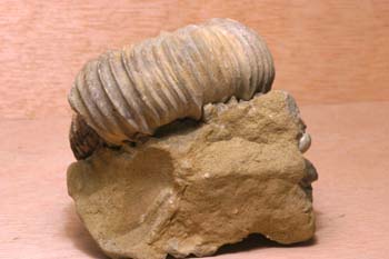 Ammonites sp. (Molusco-Ammonites) Jurásico