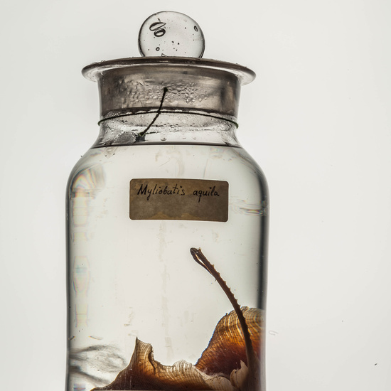 IES_CARDENALCISNEROS_CIENCIASNATURALES_175