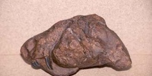 Arctognathus sp. (Reptil mamiferado) Pérmico