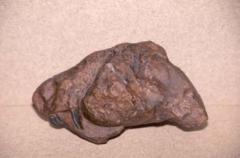 Arctognathus sp. (Reptil mamiferado) Pérmico