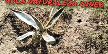 28049407 AULA DE LA NATURALEZA PRIMEROS PASOS