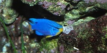 Damisela azul (Chromis sp.)