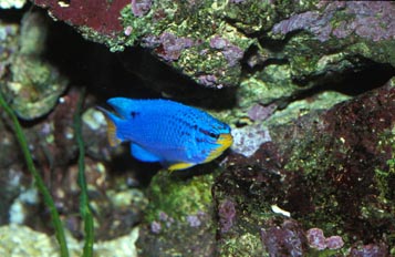 Damisela azul (Chromis sp.)