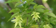 Carpe - Fruto (Carpinus betulus)