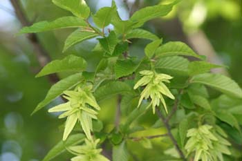 Carpe - Fruto (Carpinus betulus)