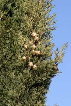 Ciprés - Piñas (Cupressus sempervivens)