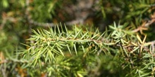 Enebro común - Hoja (Juniperus communis)