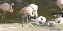 Flamencos y cisnes