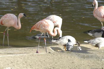 Flamencos y cisnes