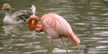 Flamenco (Phoenicopterus ruber roseus)