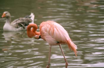 Flamenco (Phoenicopterus ruber roseus)