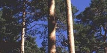 Pino silvestre - Corteza (Pinus sylvestris)