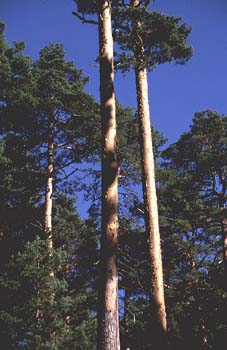 Pino silvestre - Corteza (Pinus sylvestris)