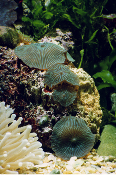 Anémona de disco (Actinodiscus sp.)