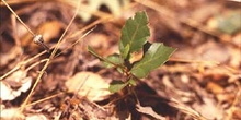 Encina - Planta joven (Quercus ilex)