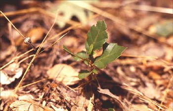 Encina - Planta joven (Quercus ilex)