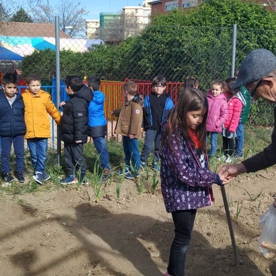 1º de Primaria_Plantamos garbanzo  16