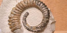 Crioceratites sp. (Molusco-Ammonites) Jurásico