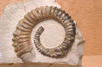 Crioceratites sp. (Molusco-Ammonites) Jurásico