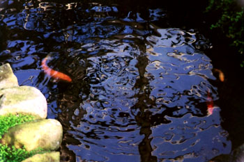 Estanque con peces de colores