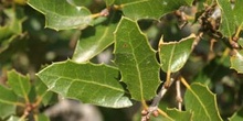 Coscoja / carrasca - Hoja (Quercus coccifera)